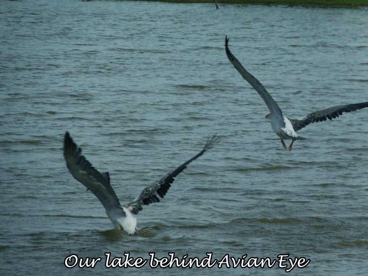 ButtalaYala Avian Eye Safariアパートメント エクステリア 写真