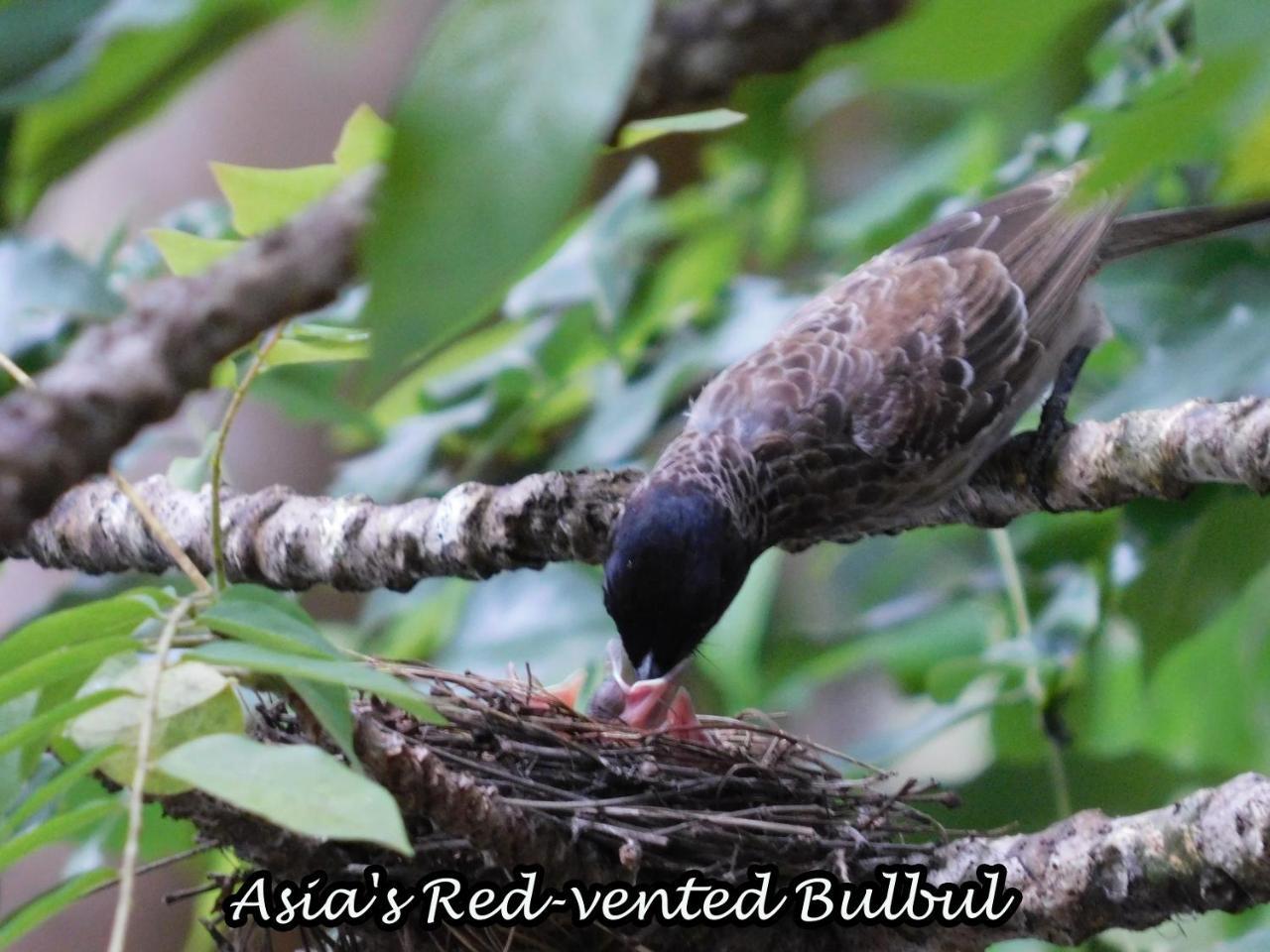 ButtalaYala Avian Eye Safariアパートメント エクステリア 写真