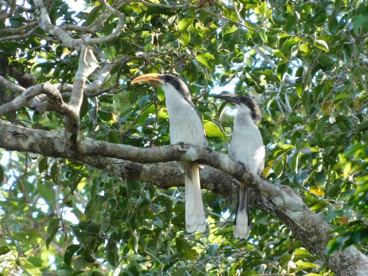 ButtalaYala Avian Eye Safariアパートメント エクステリア 写真
